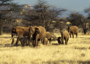 African elephants. Photographed using a Pentax K1000 and a polarizing filter.