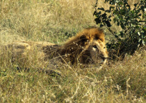 A male lion rests in the savanna. 1988. Kenya. Taken with a Pentax K1000.