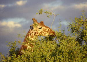 A giraffe, feeding. Kenya 1988. Pentax K1000.
