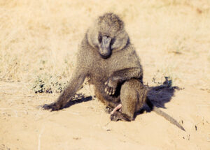 The obligatory photograph of a baboon with a hard on. Pentax K1000.