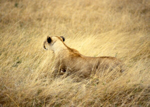 A lioness hunts. Kenya 1988. Pentax K1000.
