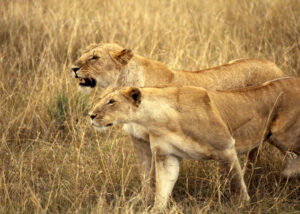 2 lions approach dinner in the savanna. Kenya 1988. Pentax K1000.